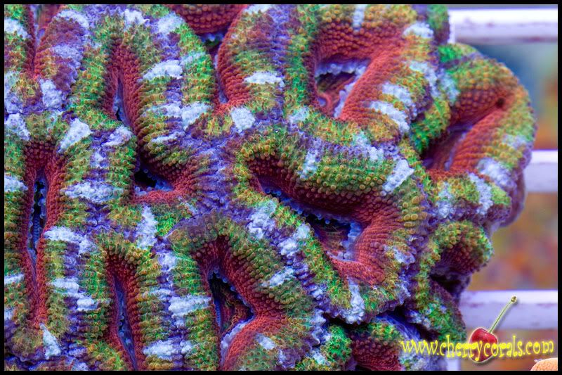 NewCorals194copy.jpg