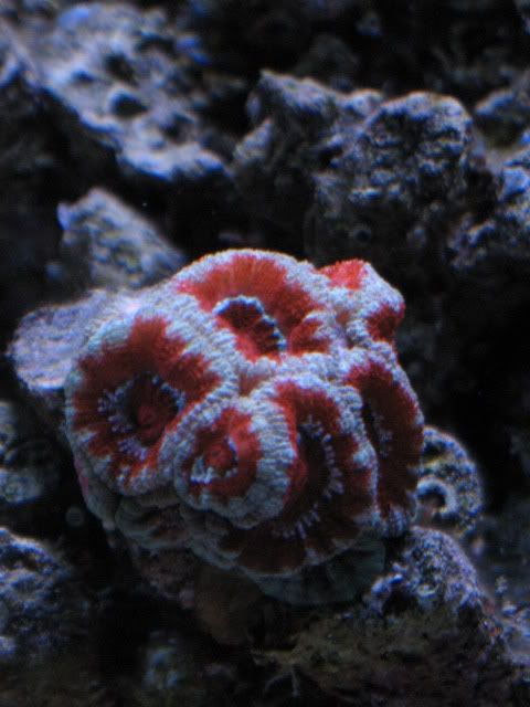 tanksep08028.jpg