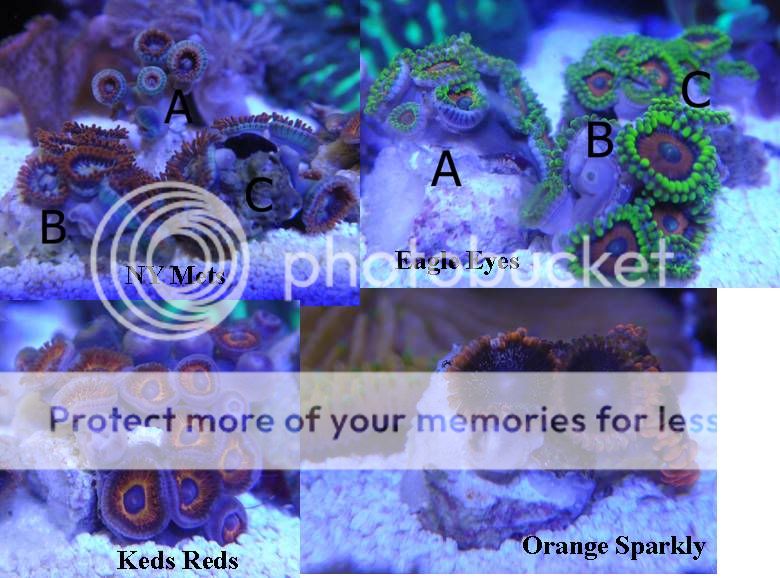 Zoas.jpg