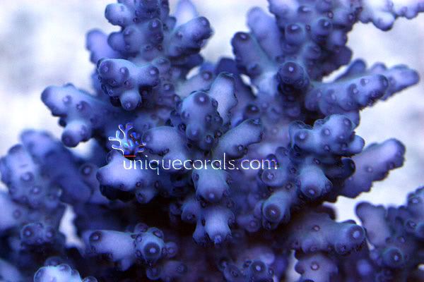 acro5_macro-2.jpg