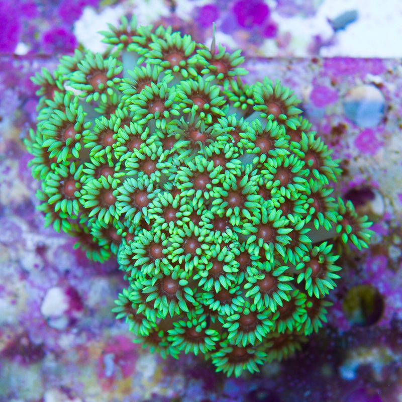 newcoral1237b.jpg