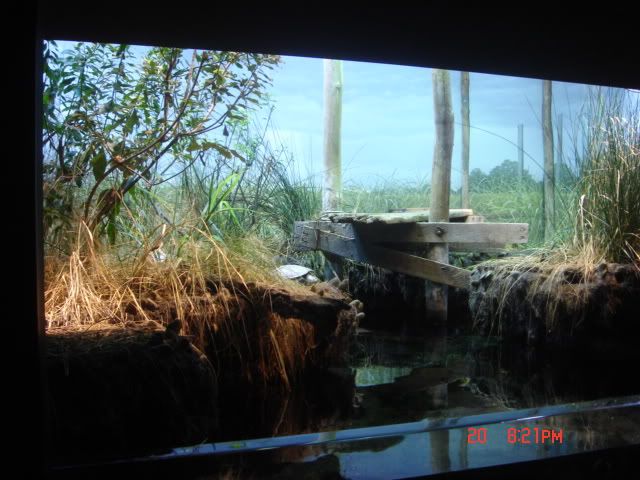 DSC01337.jpg
