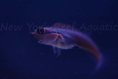 DSC_5006a_zpsjebhgocn.jpg