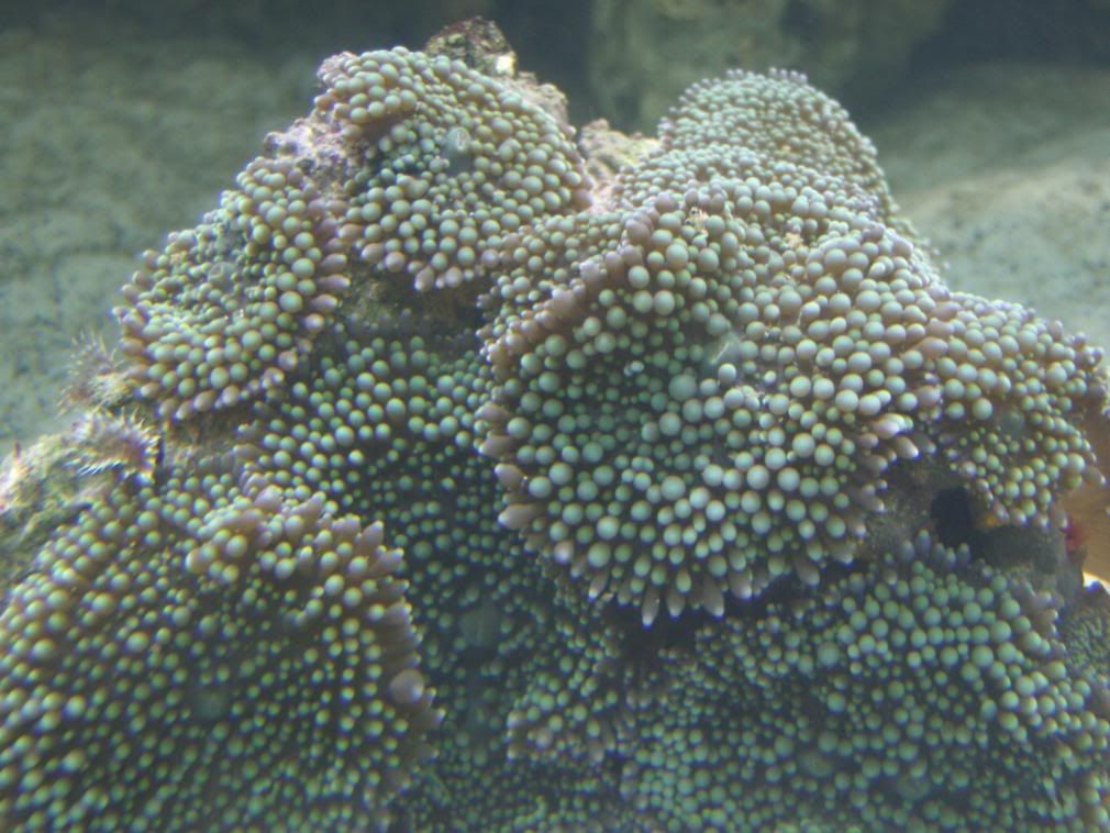 jayfish109-1.jpg