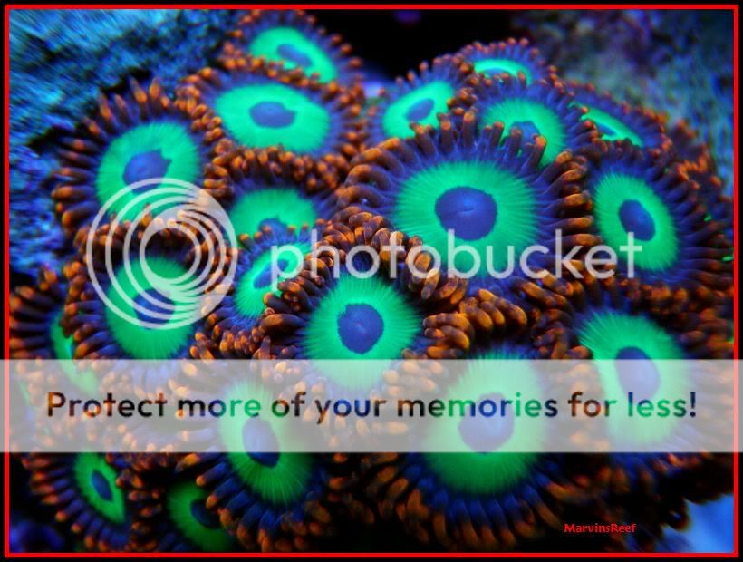 02-01-2011Zoas2.jpg