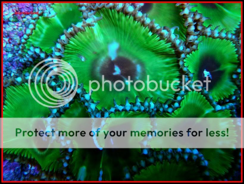 02-01-2011Zoas3.jpg