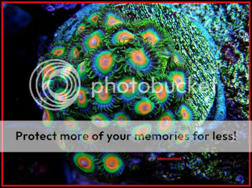 02-01-2011Zoas4.jpg