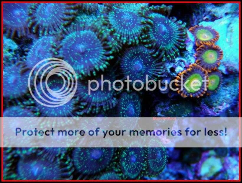 02-01-2011Zoas5.jpg