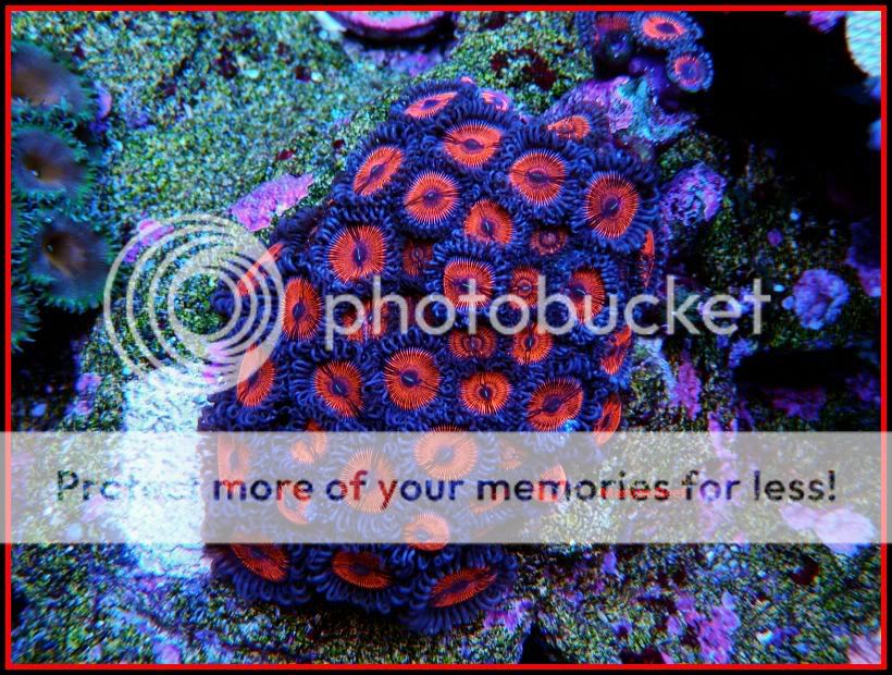 02-01-2011Zoas9.jpg