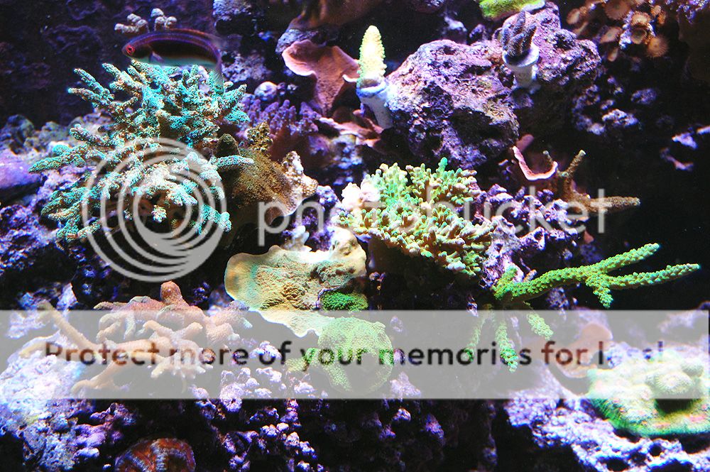 0189_Corals_left_zps5baf2e3e.jpg