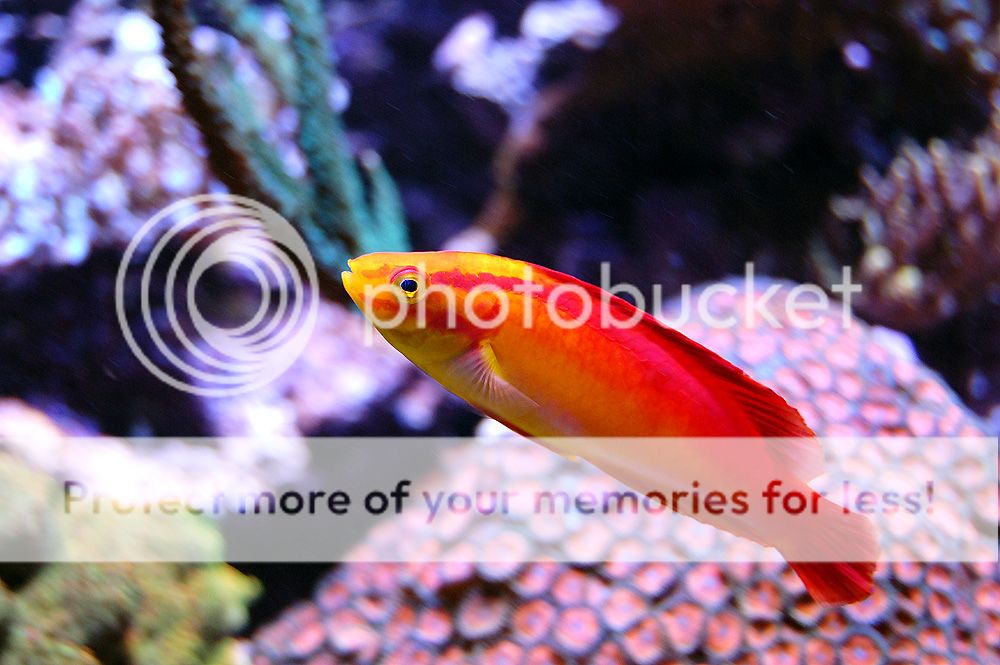 0221_Fish_Flame_zpsd02bc376.jpg