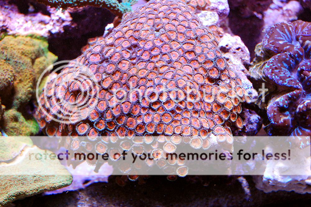 0227_Coral_Zoos_zps6a55d507.jpg