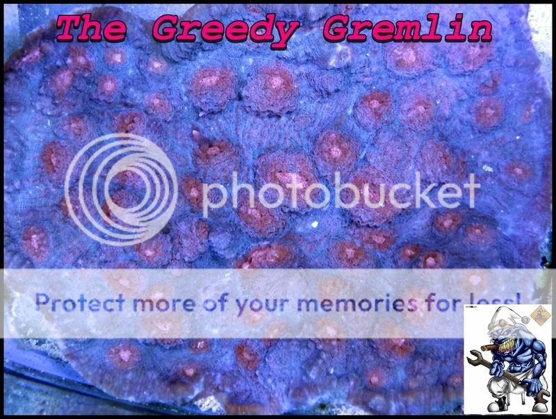 greedygremlin-1.jpg
