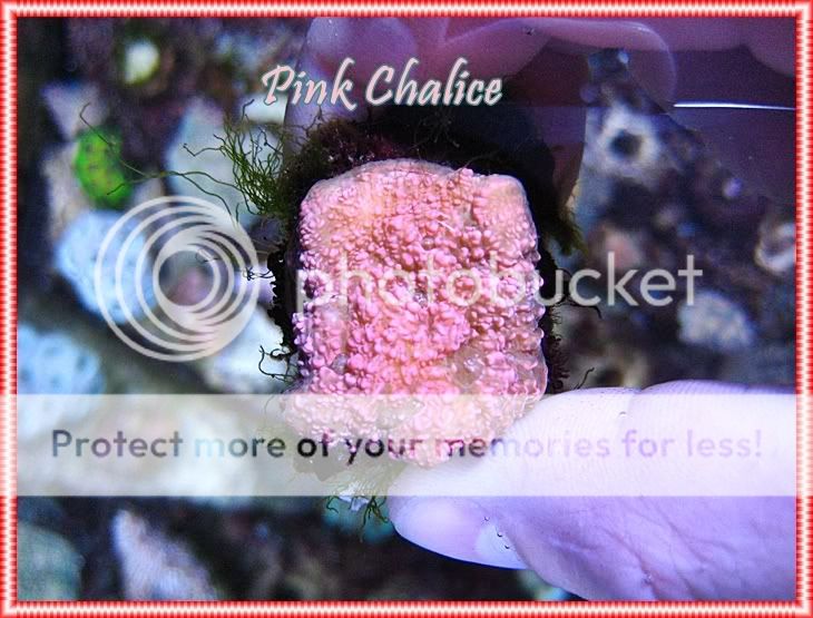 pinkchalice-1.jpg