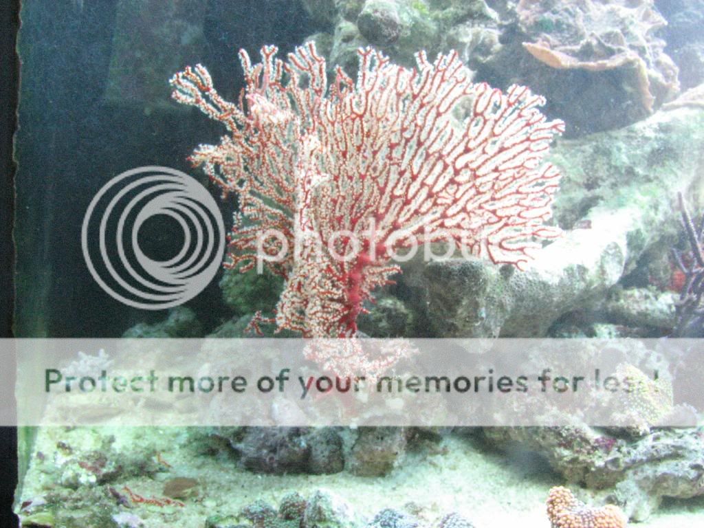 Reef-Gorgonians011.jpg