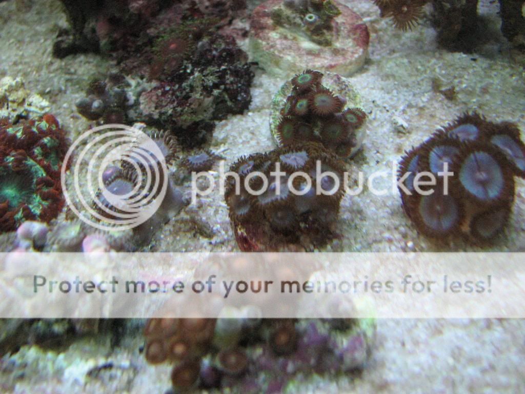 Reef-Gorgonians030.jpg
