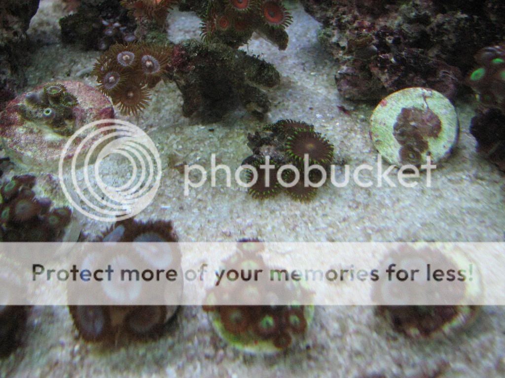 Reef-Gorgonians031.jpg