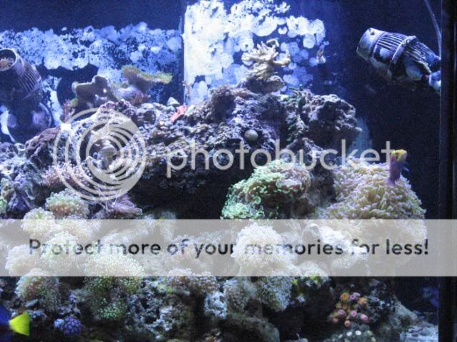 Reef1-10-2012005-1.jpg