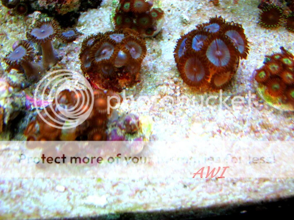 ZOAS077.jpg