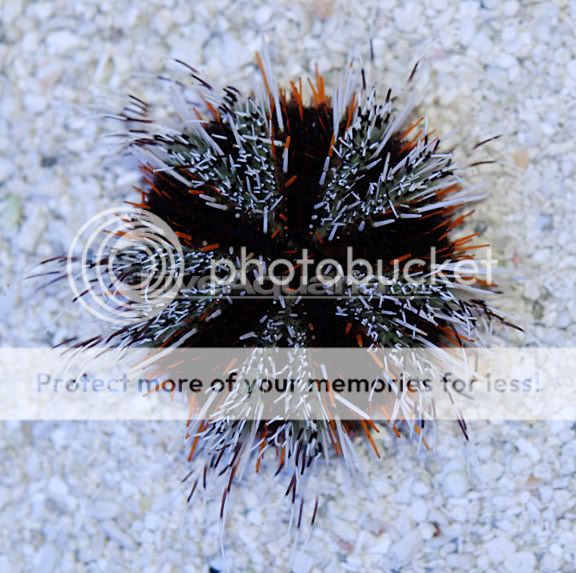 halloween-urchin.jpg