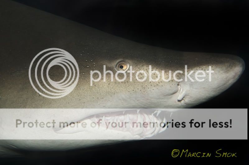 shark2.jpg