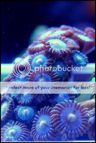 blue_zoa.jpg