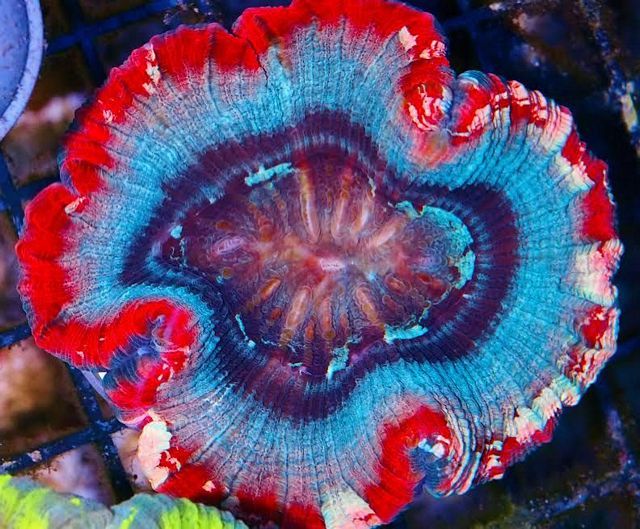 tn_1%20Rainbow%20Trachyphyllia%2035%20129_zpshi3ifdgl.jpg