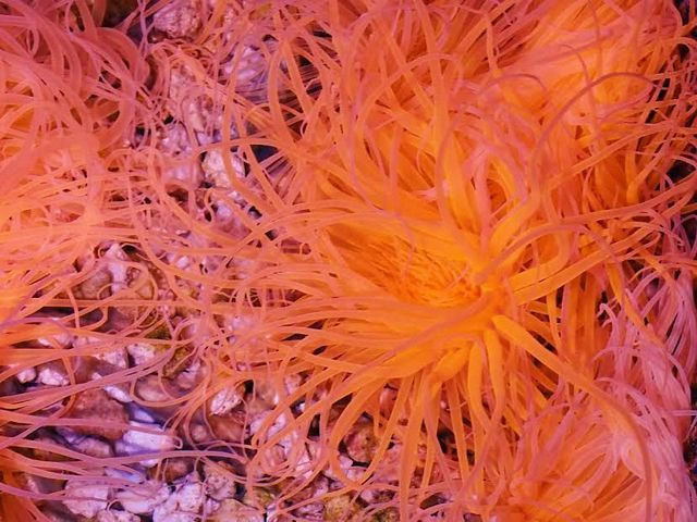 tn_9%20Electric%20Orange%20Tube%20Anemone%205%2069_zpsdk5p3elk.jpg