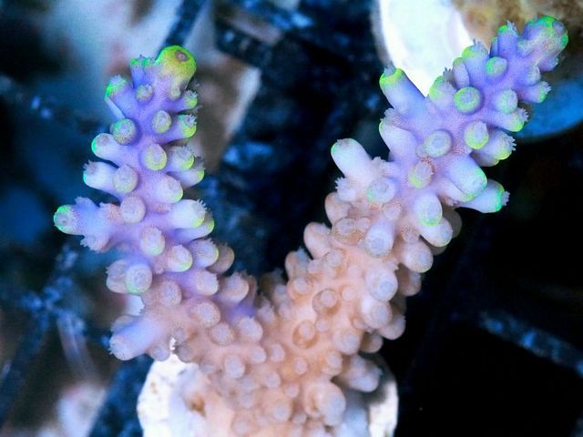 tn_AF%20AU0718%2089%20Purple%20Tricolor%20Acropora_zpsh1cxbp3u.jpg