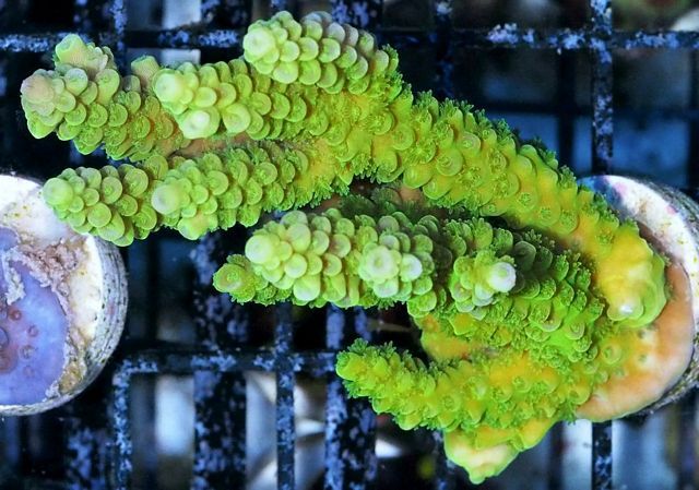 tn_AF%20JL0839%2079%20Yellow%20Green%20Acropora_zpskncicrof.jpg