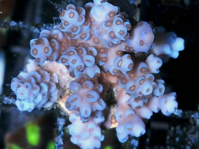 tn_AF%20JL0849%2079%20Super%20Blue%20Acropora_zpspizgryka.jpg