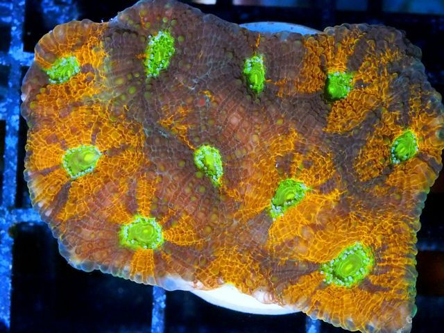 tn_F%20JL1204%2049%20Orange%20Twist%20Acanthastrea%20echinata_zps93d7sad6.jpg