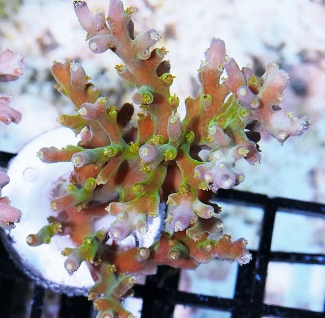 tn_F%20JN1930%2039%20Deepwater%20Acropora_zpszswwjs3r.jpg