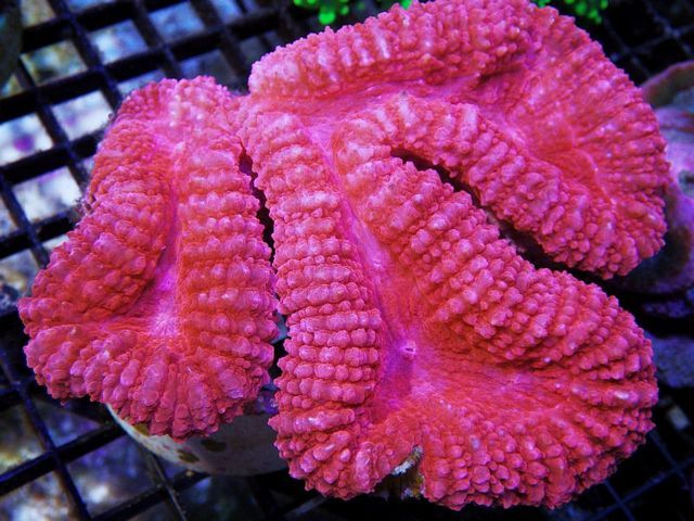 tn_HP%20JL2616%20129%20Strawberry%20Lobophyllia_zps9dbg1abd.jpg