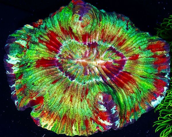 tn_HP%20O2730%20Rainbow%20rim%20Trachyphyllia%2025%20129_zpswwrw2pk1.jpg