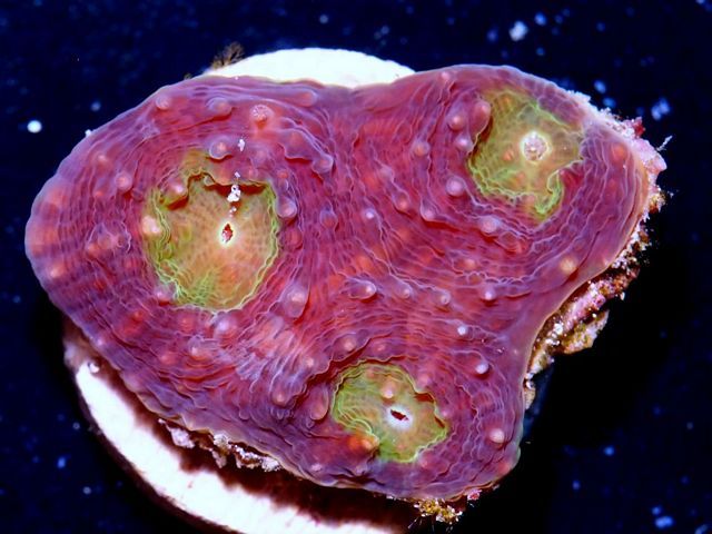 tn_X%20J0704%2012%20Emerald%20Eyes%20Acan%20rotundoflora_zpsgsuybxam.jpg