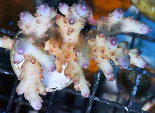 tn_AU%20JL2449%2079%20PUrple%20tip%20Acropora_zps3gredbnn.jpg