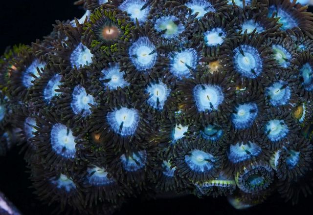 tn_F%20M0272%2049%20Skyberry%20Zoas_zpswpplzgyb.jpg