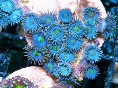 F%20M1740%2069%20Blueberry%20Zoas_300_zps7xl0lqes.jpg