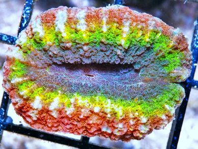 F%20M1755%2059%20Rainbow%20Lobophyllia_300_zpsgo9jc754.jpg