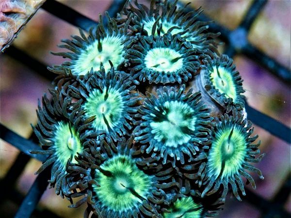 tn_F%20D1581%2059%20Gold%20Star%20Zoas_zpstnoyjbib.jpg