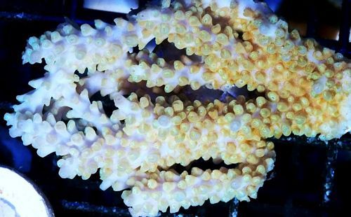 tn_F%20M2126%2049%20Gold%20Coast%20Acropora_zpshpctemlk.jpg