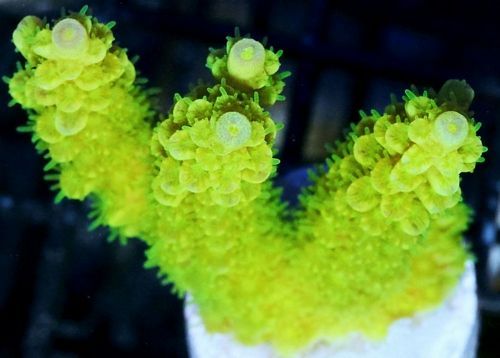 tn_F%20M2144%2039%20Electric%20Acropora_zps8lcsj6a7.jpg