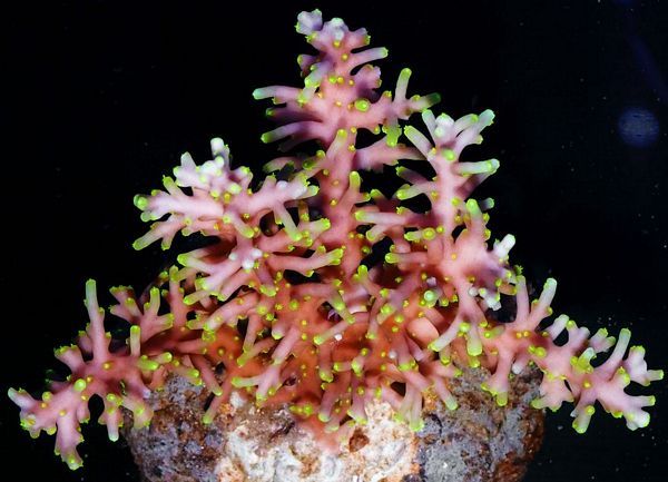 tn_HP%20J1514%20Fire%20Breathing%20Dragon%20Acropora%203%20129_zpsixiknukc.jpg