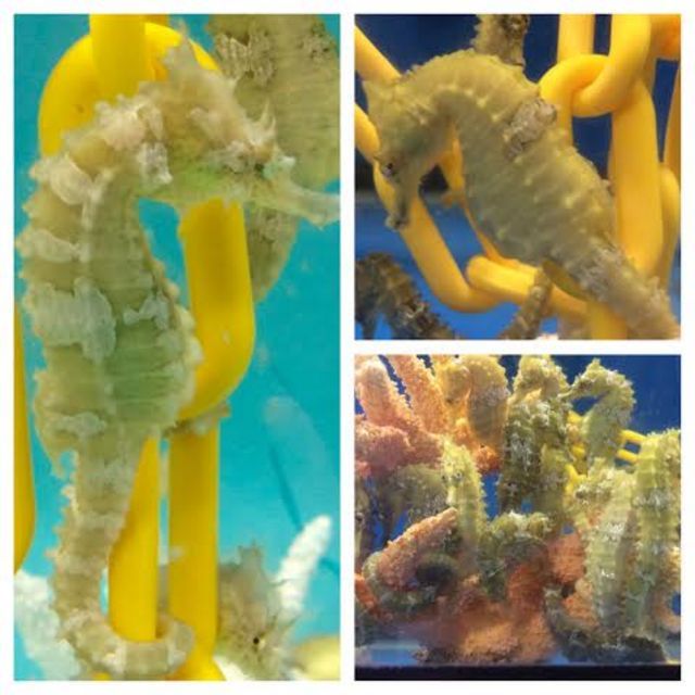 tn_Seahorse%20Collage_zpsjoxqb5oi.jpg