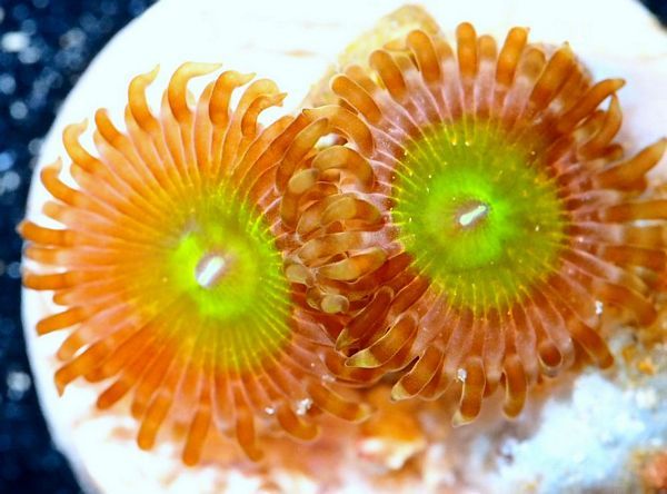 tn_X%20D1890%2013%20Kiwi%20Lemonade%20Zoas_zpsyqcrkltc.jpg