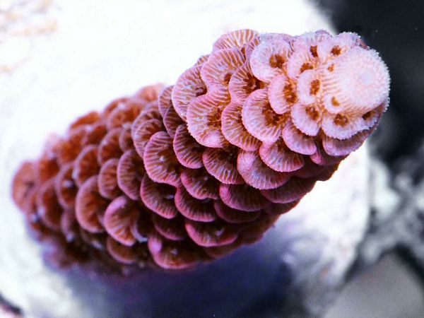 tn_X%20J2948%2015%20Pink%20Acropora%20millepora_zpsidkyttc5.jpg