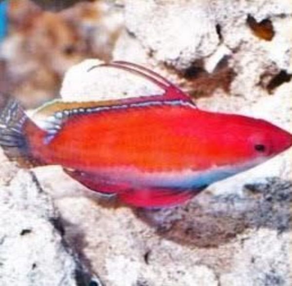 tn_rubylongfinnedfairywrasse_zps6auccknz.jpg