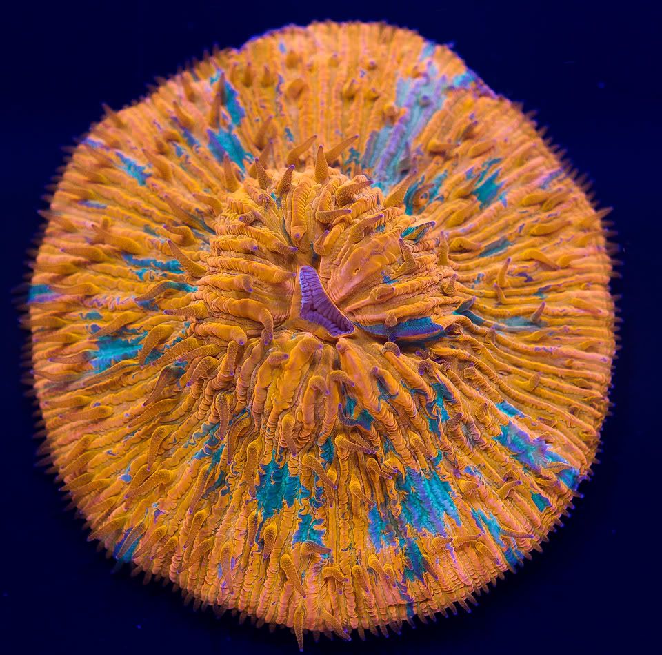 AAA-Corals-2.jpg