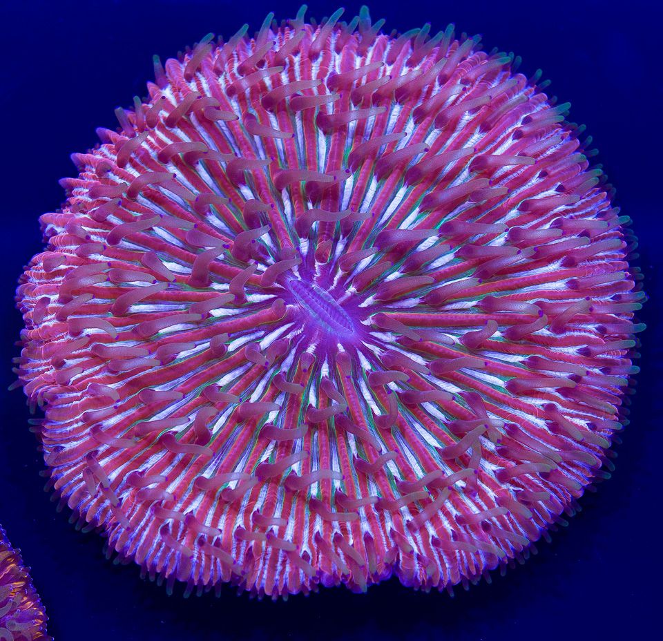 AAA-Corals_1-1.jpg
